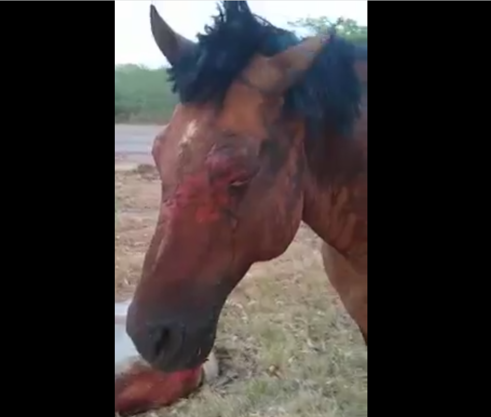 Alguien más tiene un drama llama? : r/Horses, image size:1001x849