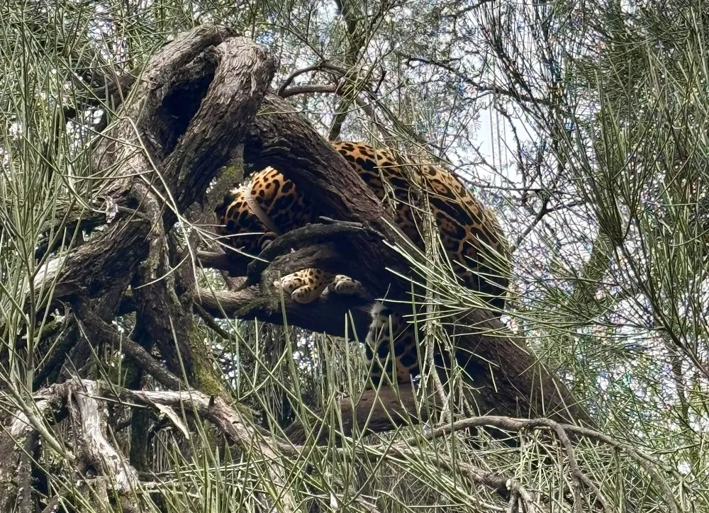 WhatsApp Image 2025-06-28 at 10.17.46