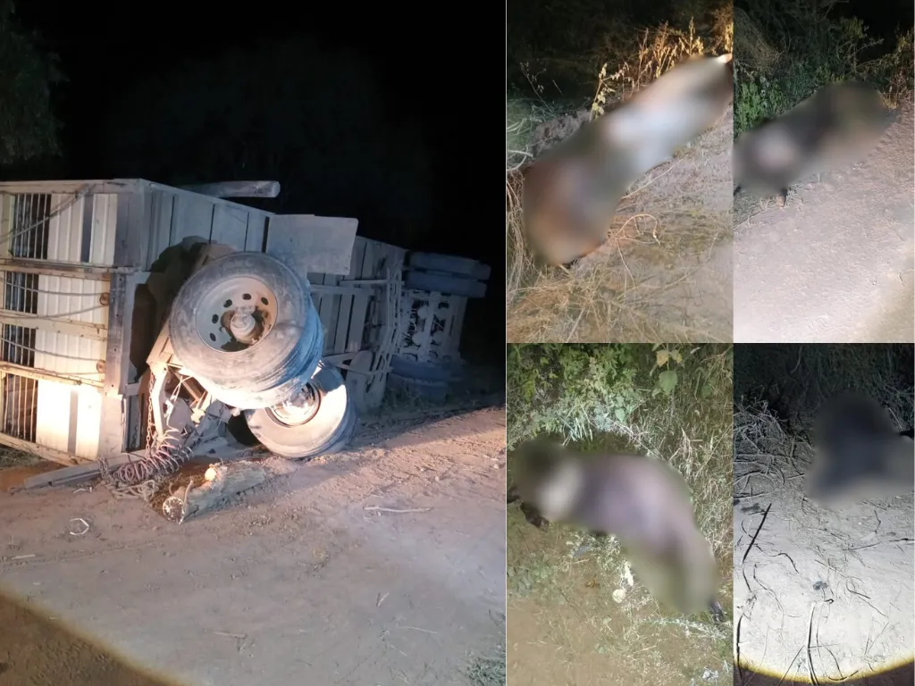 Presentación (43) (1)