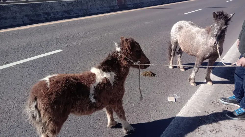 WhatsApp Image 2025-07-03 at 17.33.10