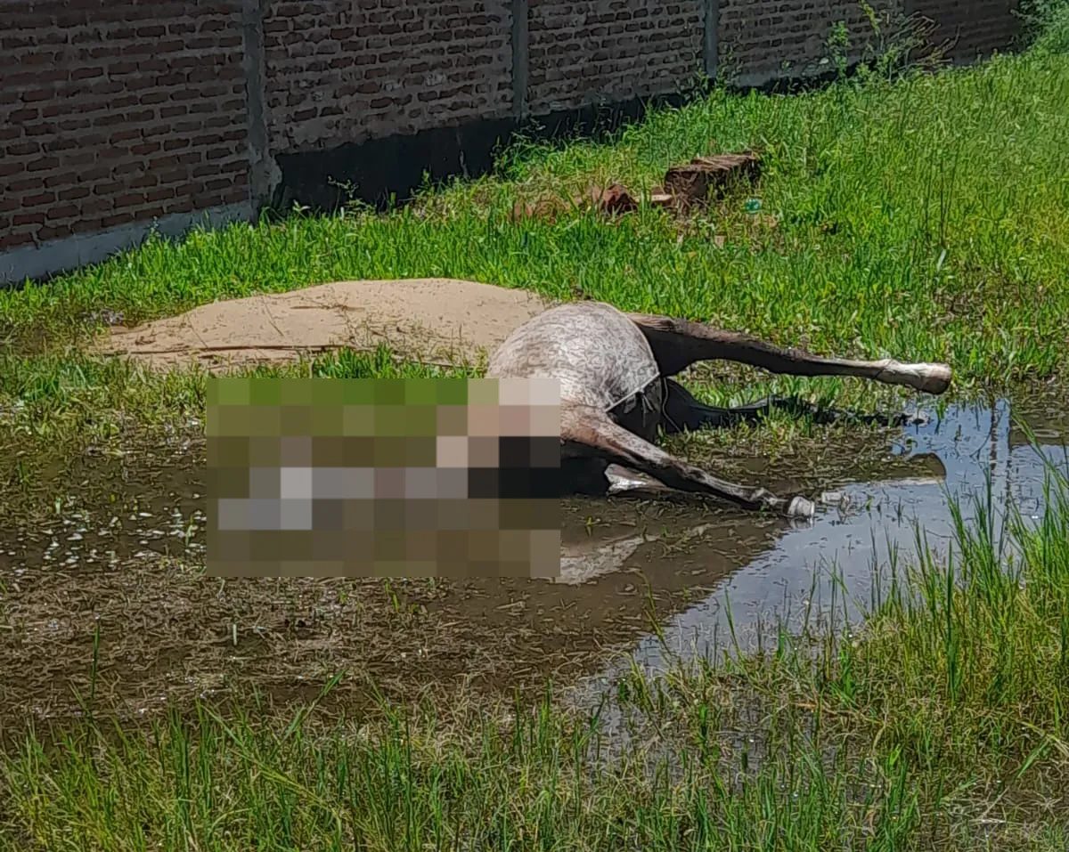 WhatsApp Image 2024-11-29 at 14.29.34