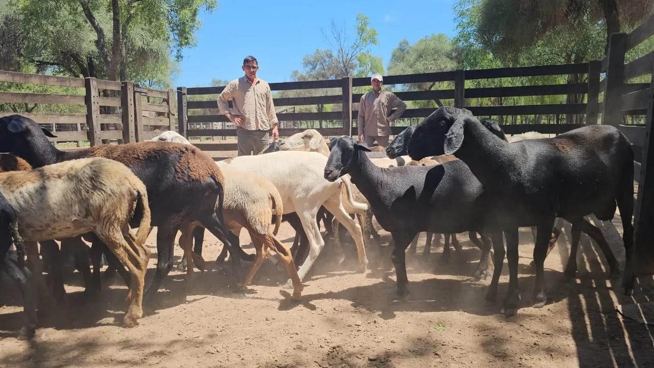 WhatsApp Image 2025-11-20 at 20.59.38