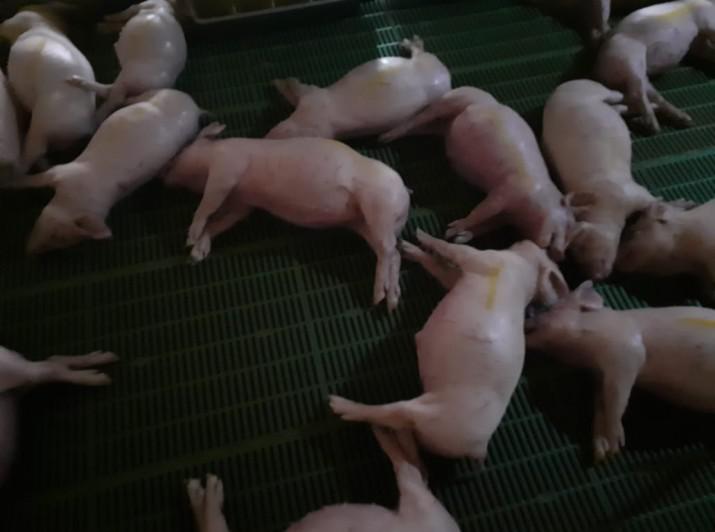 641087f4a31d4_715_532!