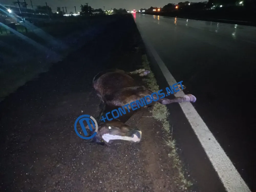 WhatsApp Image 2025-10-17 at 06.37.57 (1)