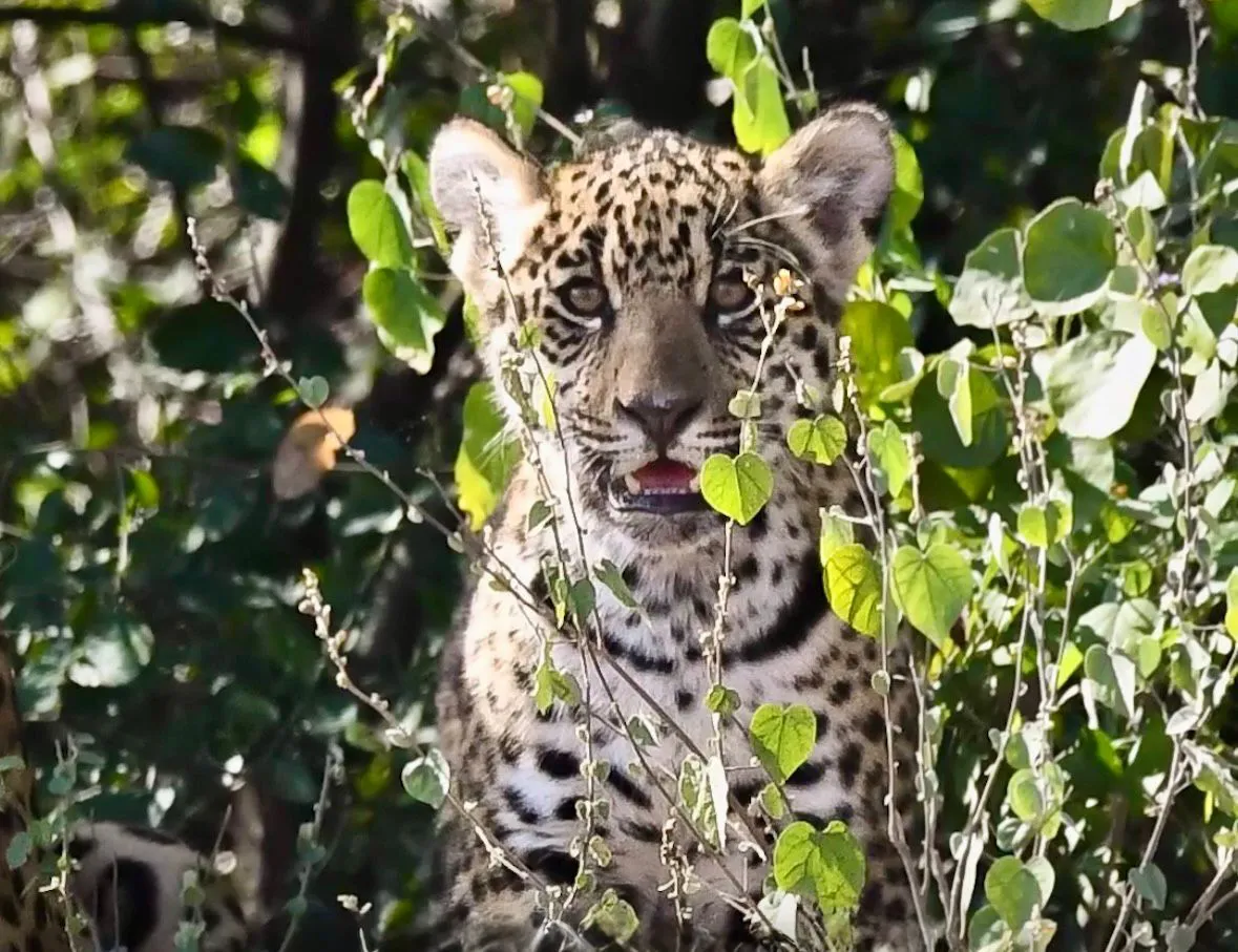 WhatsApp Image 2026-02-05 at 09.11.16