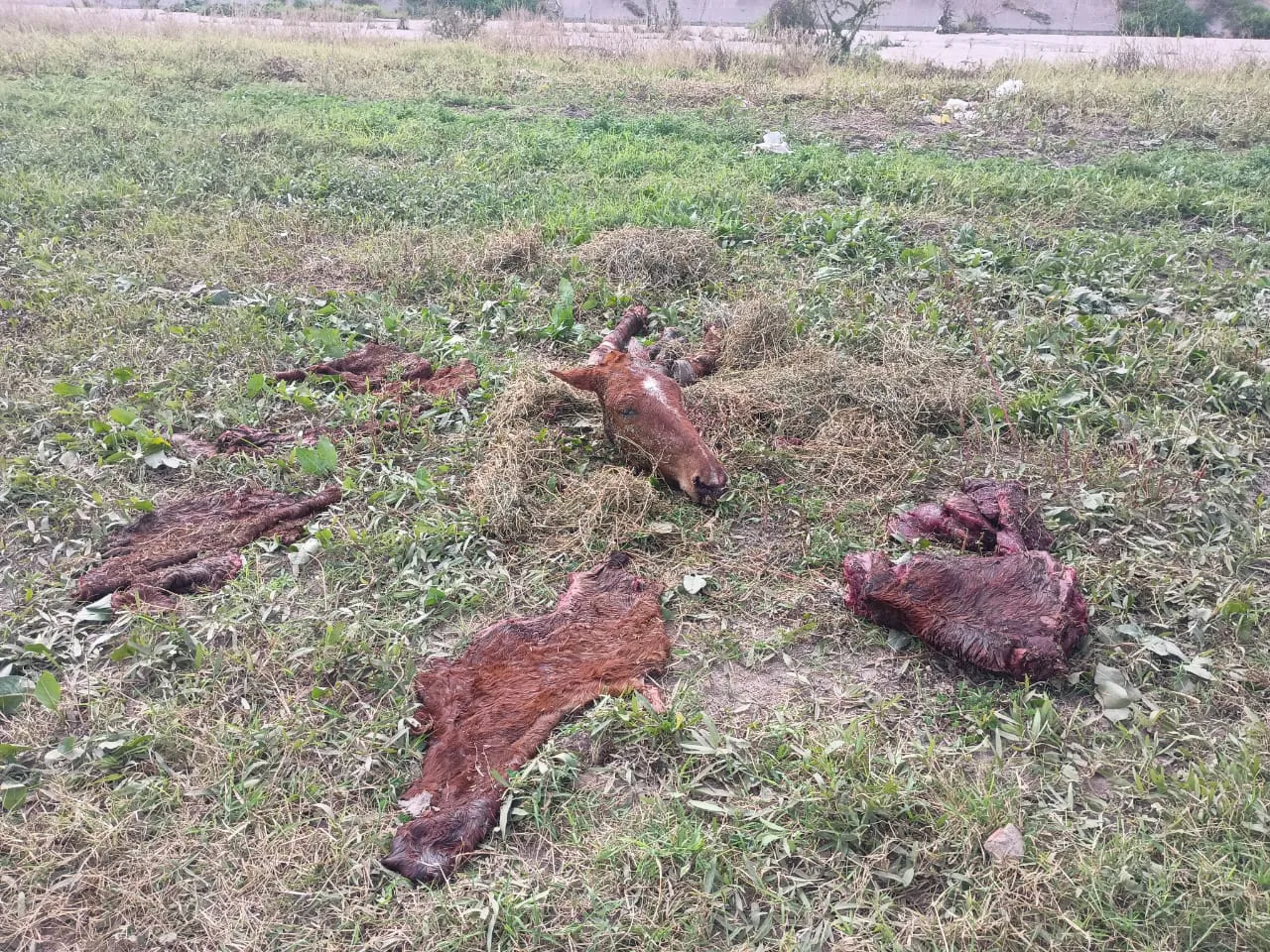 WhatsApp Image 2025-07-22 at 15.05.00 (1)