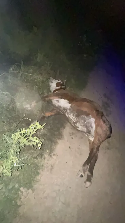 WhatsApp Image 2025-11-16 at 10.26.37