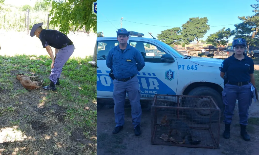 Presentación (43) (3)