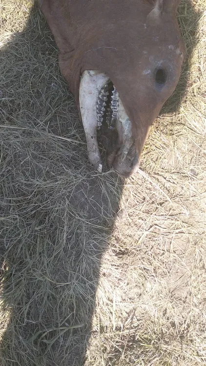 WhatsApp Image 2026-02-06 at 17.26.02