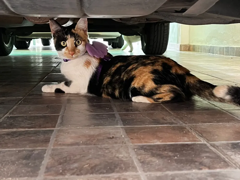 WhatsApp Image 2025-10-09 at 11.55.53 (1)