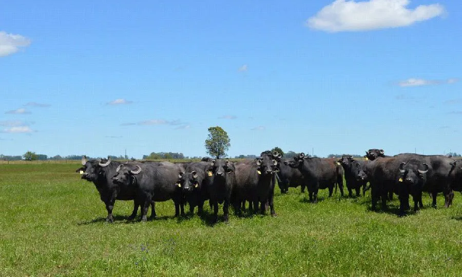 WhatsApp Image 2025-11-19 at 13.20.37