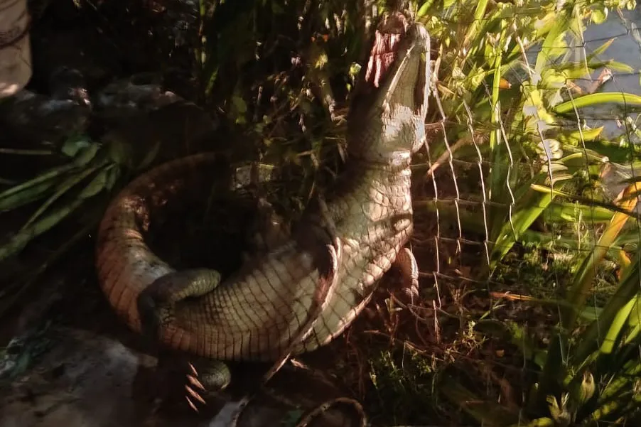 WhatsApp Image 2026-02-03 at 22.59.19