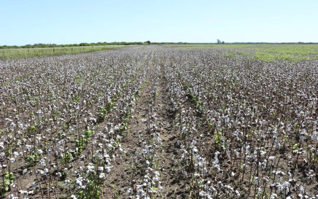 WhatsApp Image 2025-07-15 at 12.13.34