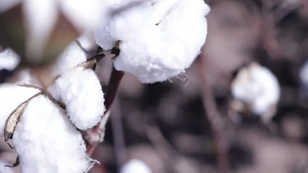 WhatsApp Image 2025-08-09 at 18.47.17