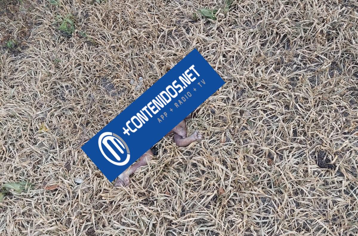 393487973_240567275673965_2996919512412139061_n