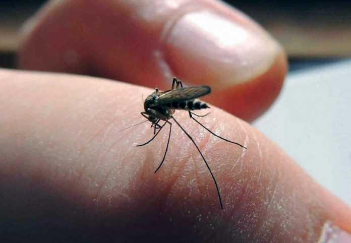 mosquito DENGUE