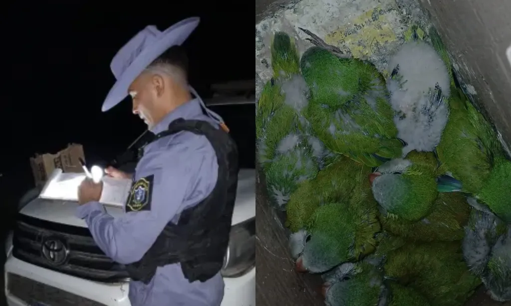 Presentación (43) (2)