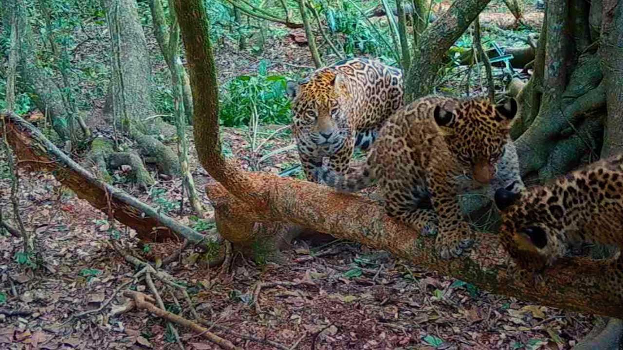 64b060420f8ca296647420